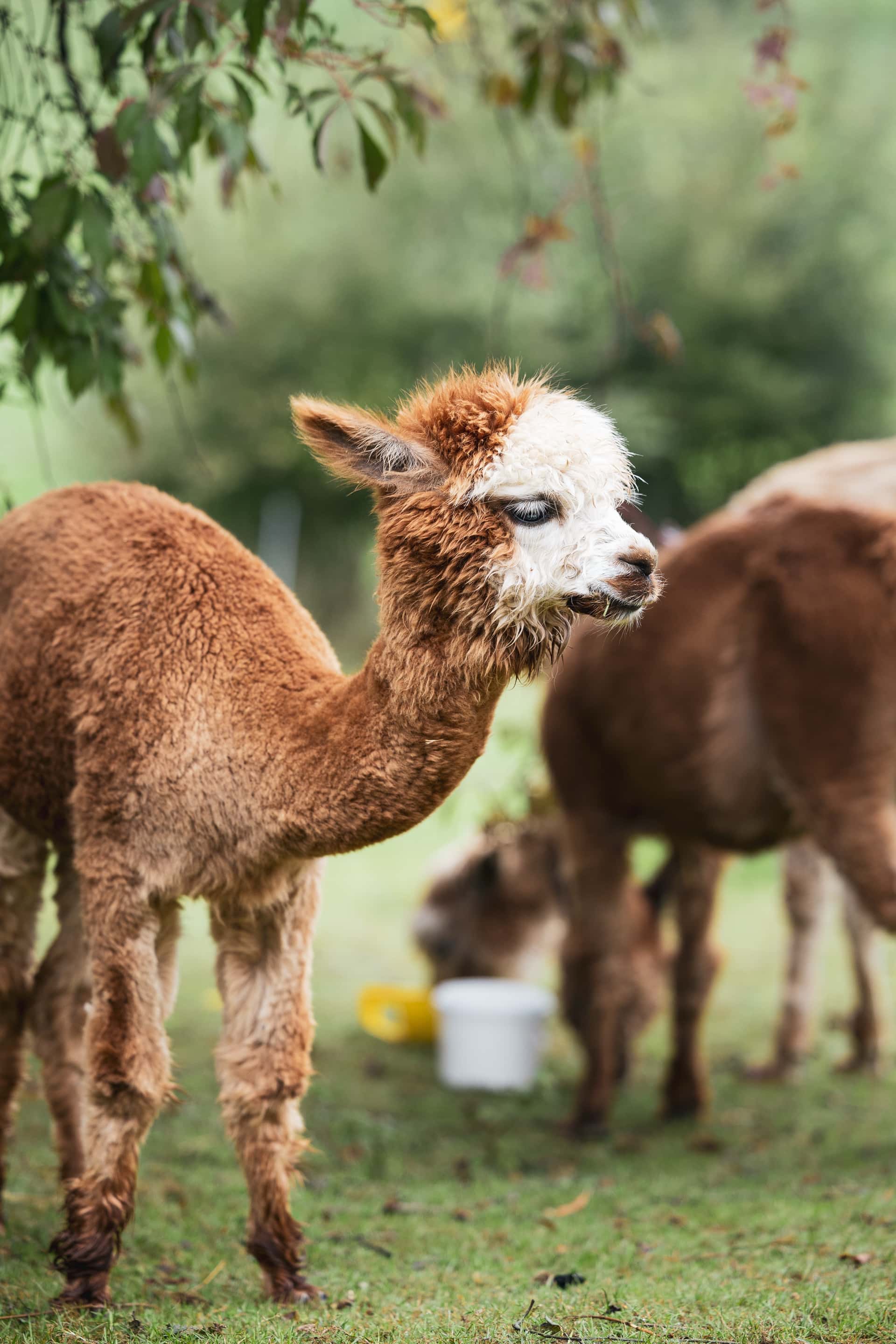 A small alpaca with a fluffy brown coat and distinctive white face stands on a green grassy field. Its ears are perked up, and it looks off to the side, appearing calm and content. In the background, other alpacas graze quietly. The scene is tranquil, with lush greenery and leaves hanging above.