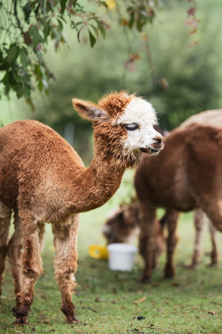 A small alpaca with a fluffy brown coat and distinctive white face stands on a green grassy field. Its ears are perked up, and it looks off to the side, appearing calm and content. In the background, other alpacas graze quietly. The scene is tranquil, with lush greenery and leaves hanging above.