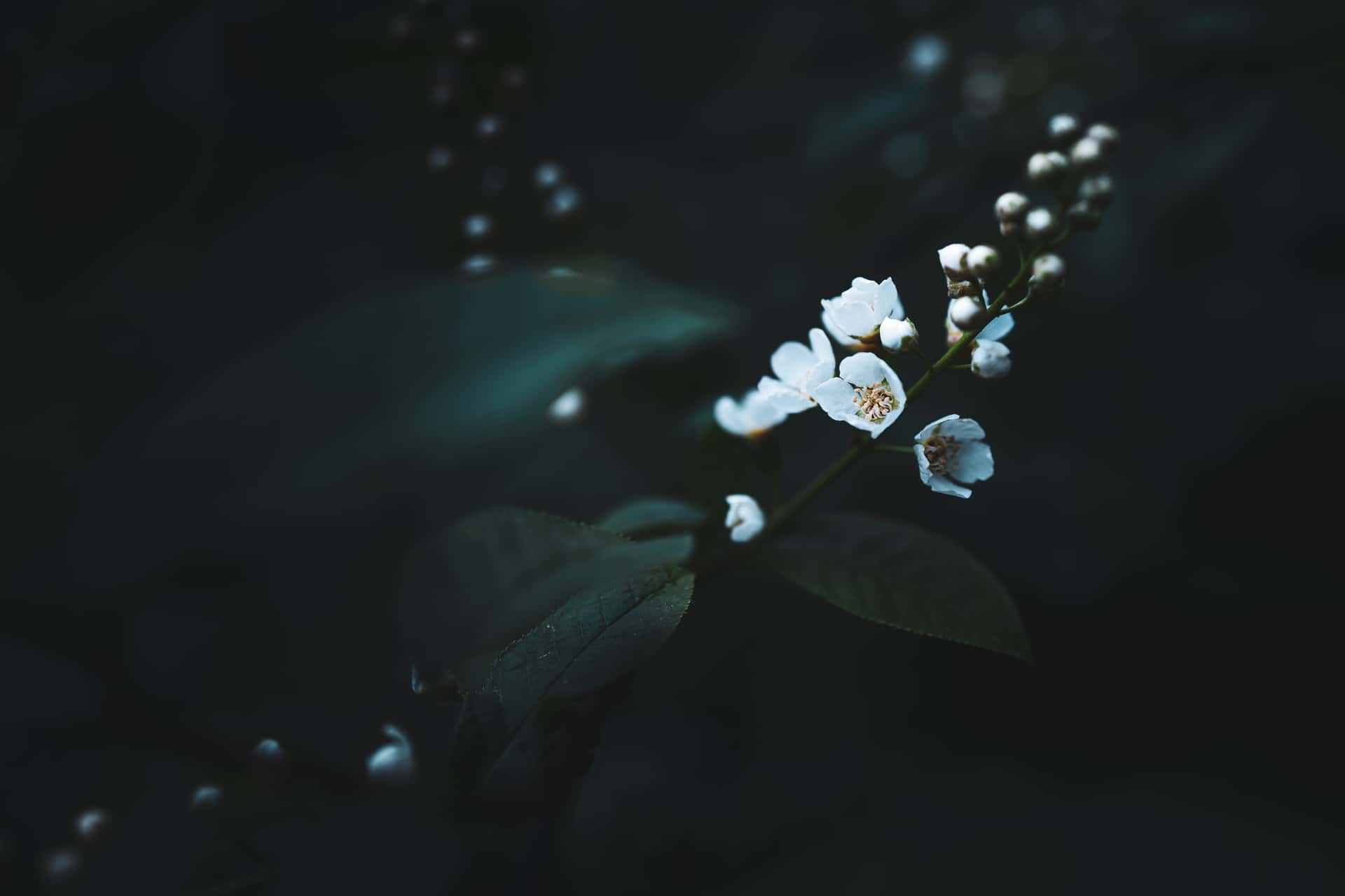 A slender branch with small white blossoms and unopened buds extends into a dark, shadowy background. The flowers are gently lit, showing their delicate petals and pale yellow centers, while deep green leaves fade into the surrounding darkness. The overall scene has a moody, tranquil atmosphere with strong contrast between light and shadow.