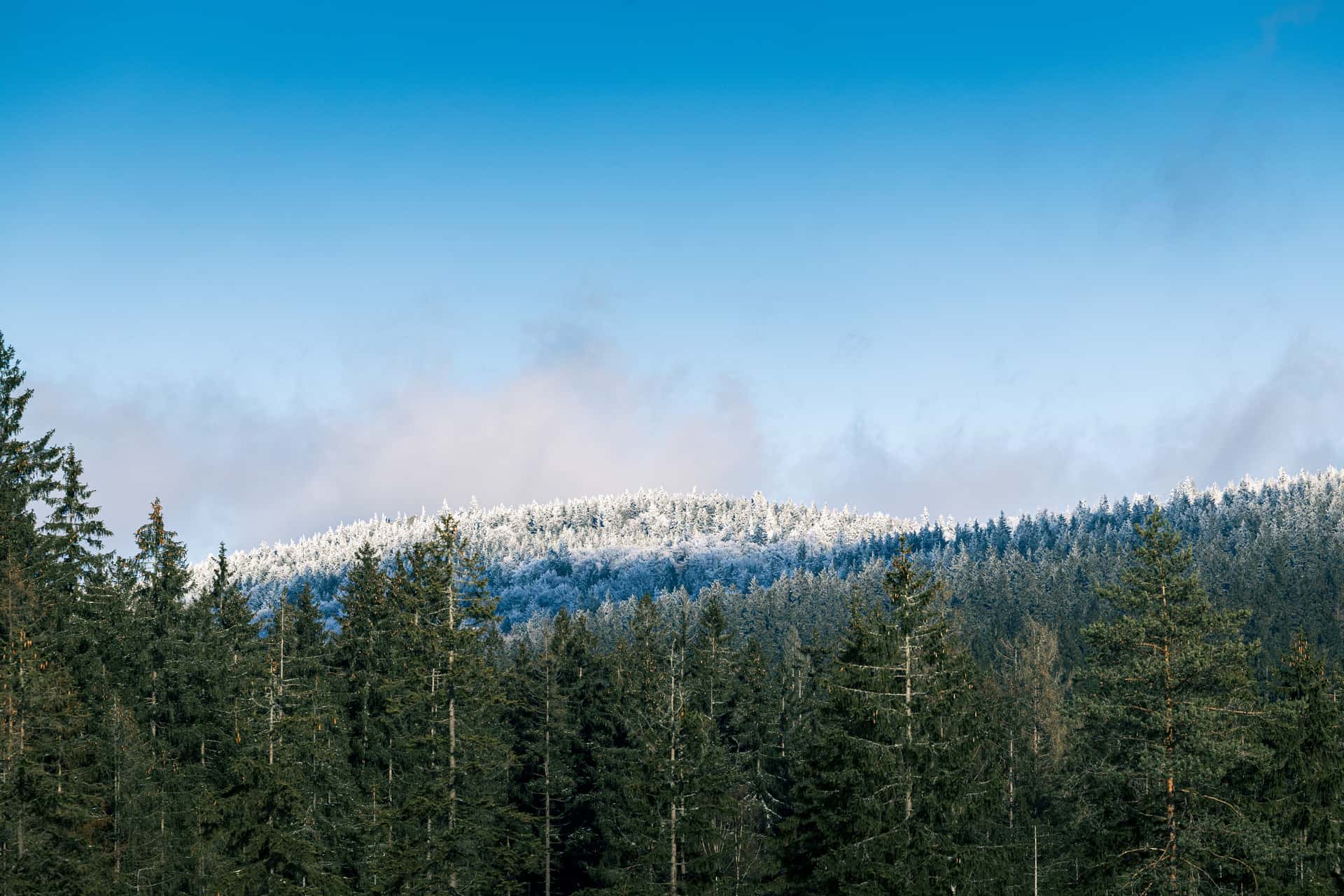 A panoramic view of a dense forest with tall evergreen trees in the foreground, leading up to a gently sloping hill covered in a fresh blanket of snow. The hill, capped with frost, contrasts beautifully against a clear blue sky, where a few wispy clouds float. Sunlight illuminates the scene, highlighting the glistening white on the trees and creating a serene atmosphere.
